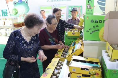 江西奉新 以果为媒，以文塑旅——第二届猕猴桃文化旅游节赋能乡村振兴